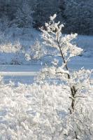 Lys og fred over naturen.