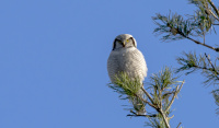 Haukugla i treet.