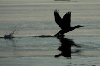 Antatt: Take off ...