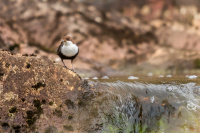 Antatt, Digital Natur - Cinclus cinclus