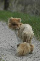 Rasekatt 2