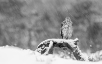 Antatt - Digital Monochrome - Hønsehauk i snødrevet.