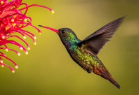 Jewel of the nature