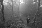 Antatt: I skogen