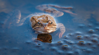 Antatt - Nordisk Mesterskap 2020 - Frog and eggs