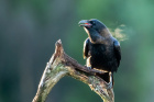 Ravn puster ut