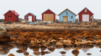 Antatt - Fjære i havna
