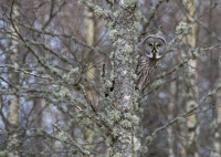 "The Great Gray" antatt i Nordic Championship of Photography 2022