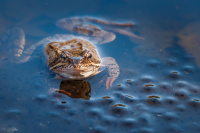 Antatt, Digital Natur - Frog and eggs