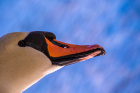 Svaneportrett