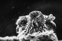 Antatt, Digital monokrom - Hønsehauk