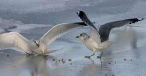Antatt: Ojsann, litt har landing