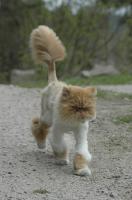 Rasekatt 1