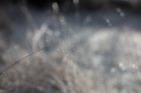 isfrost