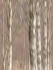 Kvås 4 Fanget