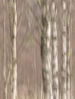 Kvås 4 Fanget
