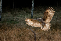 Beautiful wings - Antatt Nordic Championship of Photography 2022