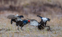 Early morning fight! 4