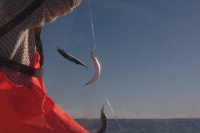 fiskelykke
