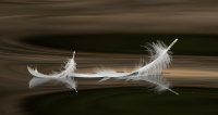 Gull - Harmoni