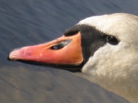 svane