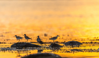 Hederlig omtale - Morgenvadere