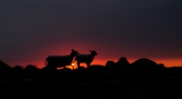 Sau i solnedgang V
