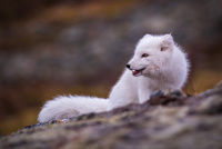 Antatt, Natur - Liten luring