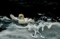 "Broken wing" Antatt NM høst 2019 Projeksjon farger fritt