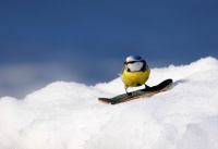 2. plass mars 2018 - Blåmeis på snowboard