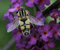 Blomsterflue på en sommerfuglblomst