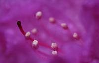 Rhodendendron