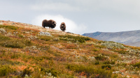 Moskus på Dovrefjell