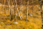 Høst i skogen