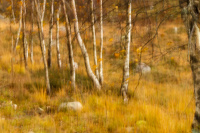 Høst i skogen