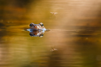 1. plass apr 2020 - Mr. Frog