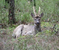 Rådyrbukk