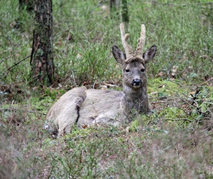 Rådyrbukk