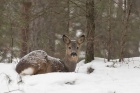 Hederlig omtale: Siesta