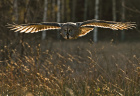 Antatt, natur - Golden flight