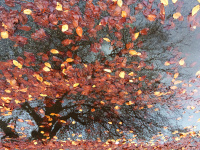 Antatt, kreativt - Their leaves never wither dets blad visner ikke