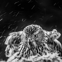 The Goshawk, Digital mono- fritt motiv. Antatt