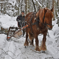 Hederlig omtale - Tradisjonsdrift med hest
