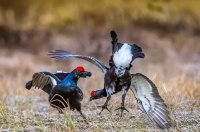 Early morning fight! 3