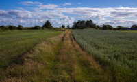 En gyllen middelvei