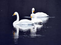 Harmoni