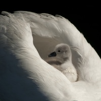 Gull - Omsorg