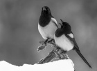 Antatt, monokrom - Kontakt der oppe!