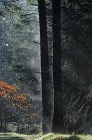 Dampende Furustammer