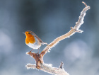 Rødstrupe HO i NM høst 2019. Projeksjon natur